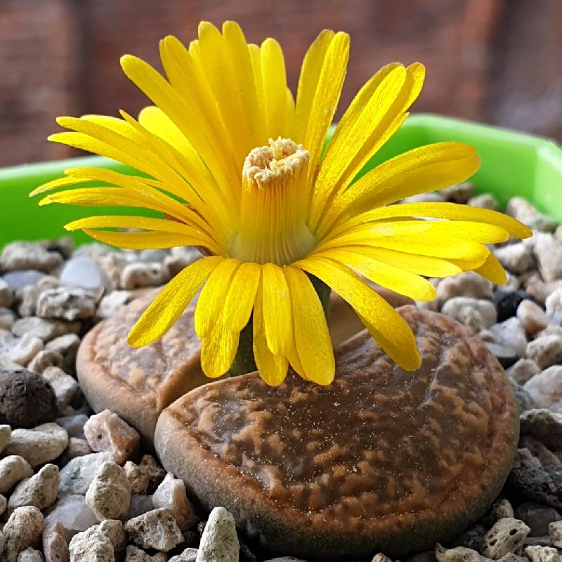 Lithops_lesllei_v._hornii_C364_1.jpg